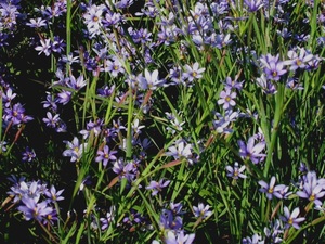 blue eyed grass blue eyed grass