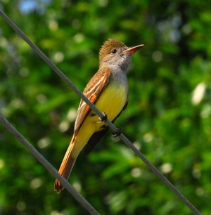 gc flycatcher gc flycatcher